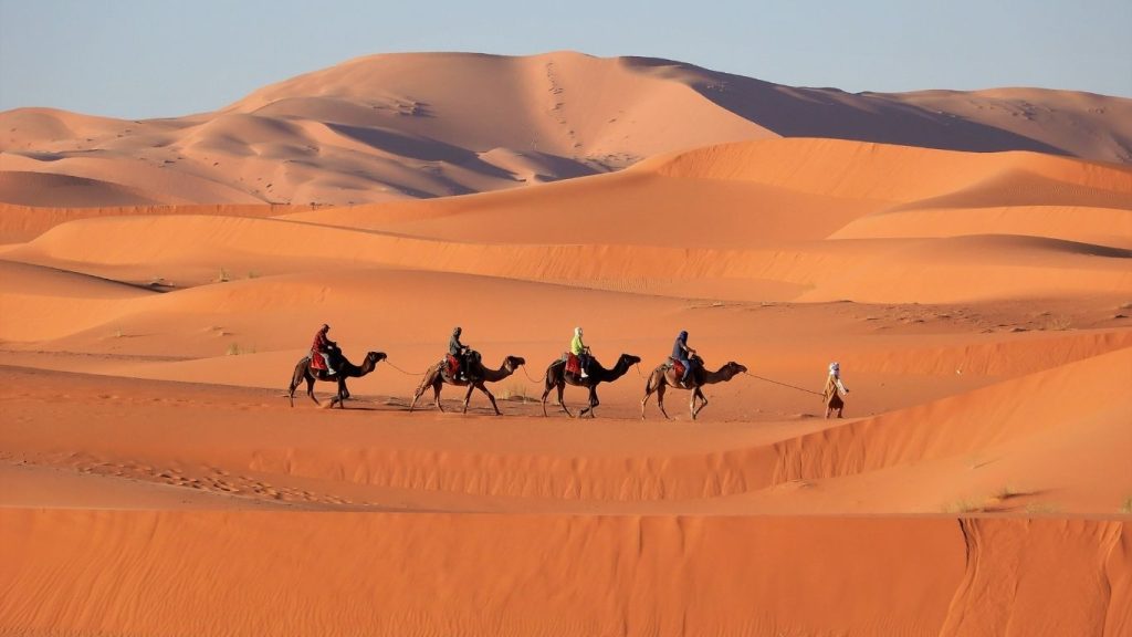 Carovana di cammelli al tramonto nel deserto del Sahara Marocco vicino a Merzouga.