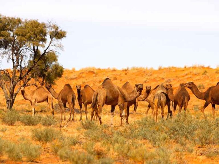 Una Semana desde Marrakech - Excursion de 7 dias desde Marrakech